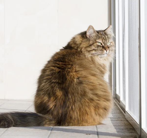 Chaton brun de race sibérienne dans le jardin — Photo