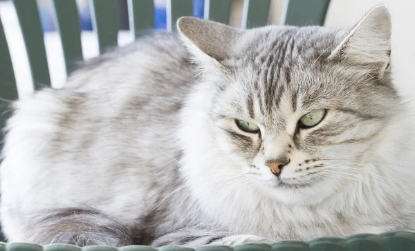 Gato gris en el jardín, ojos verdes — Foto de Stock