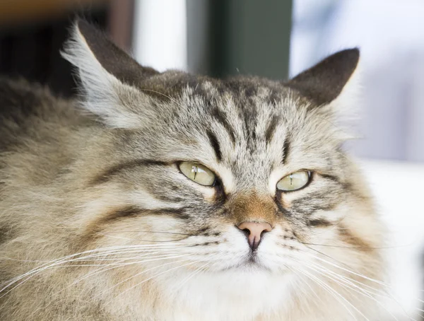 갈색 줄무늬 긴 머리 고양이 — 스톡 사진