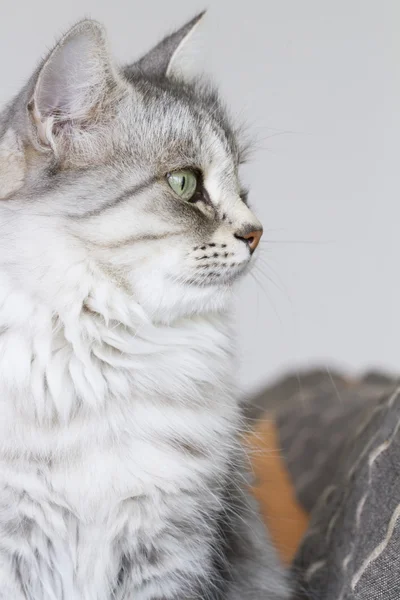 Gri kedi Bahçe, yeşil gözlerinde