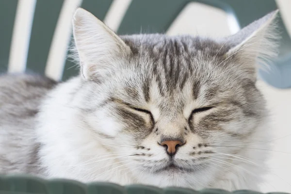 Grijze kat in de tuin, groene ogen — Stockfoto