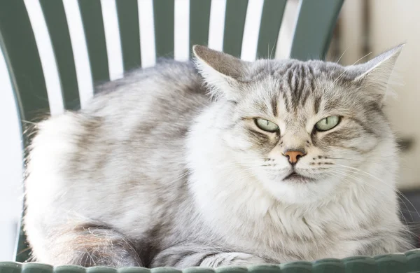 Gri kedi Bahçe, yeşil gözlerinde — Stok fotoğraf