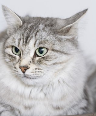 Gri kedi Bahçe, yeşil gözlerinde