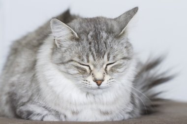 Gri kedi Bahçe, yeşil gözlerinde