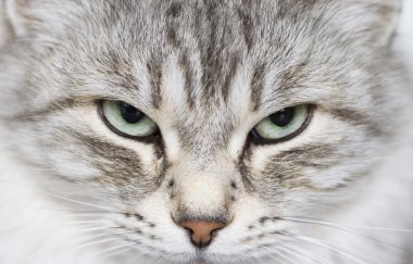 Gri kedi Bahçe, yeşil gözlerinde