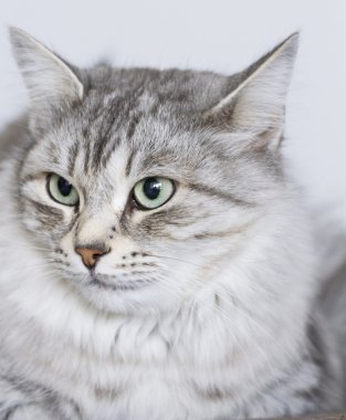 Gri kedi Bahçe, yeşil gözlerinde