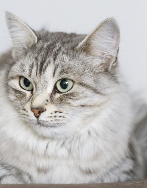 Gri kedi Bahçe, yeşil gözlerinde