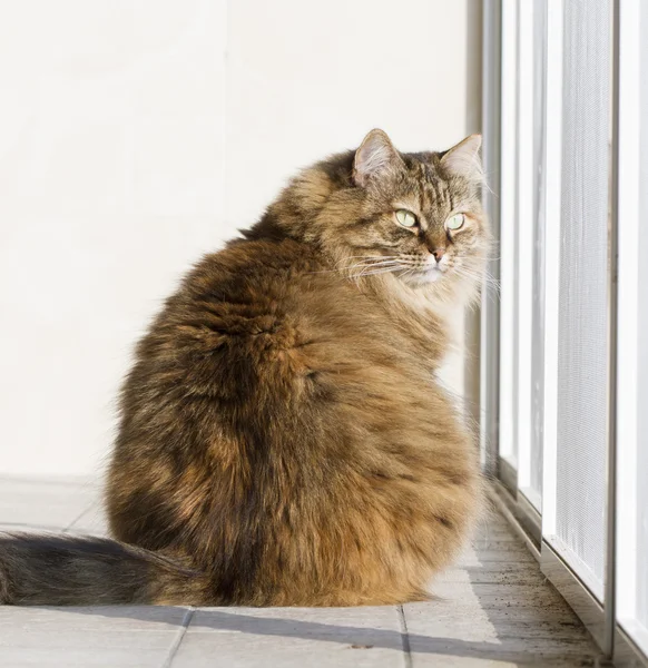 Barna cica szibériai fajta a kertben — Stock Fotó