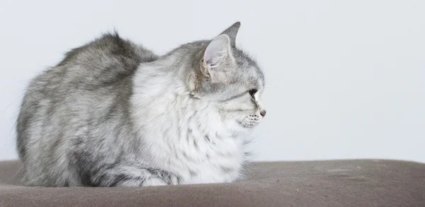 Grey cat in the garden, green eyes — Stock Photo, Image