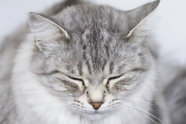 Graue Katze im Garten, grüne Augen — Stockfoto