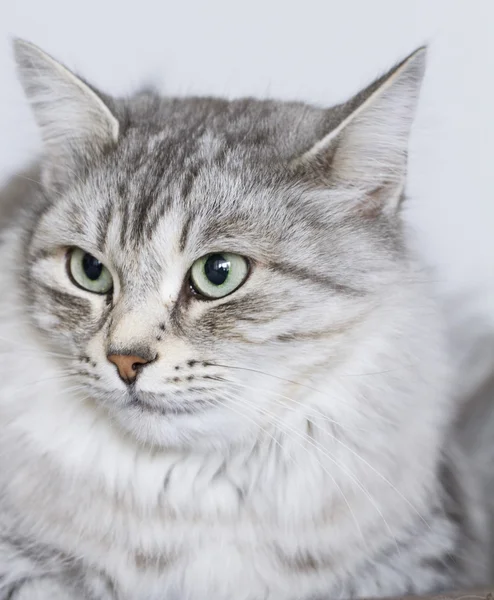 Grijze kat in de tuin, groene ogen — Stockfoto