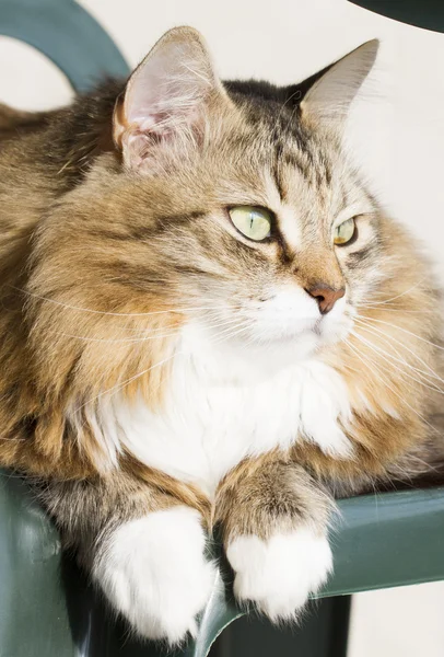 Gatto marrone con bianco di razza siberiana — Foto Stock