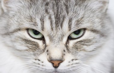 Gri kedi Bahçe, yeşil gözlerinde