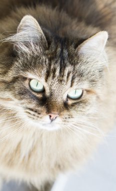 Sibirya cins bahçede kahverengi yavru kedi