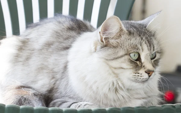 Grijze kat in de tuin, groene ogen — Stockfoto