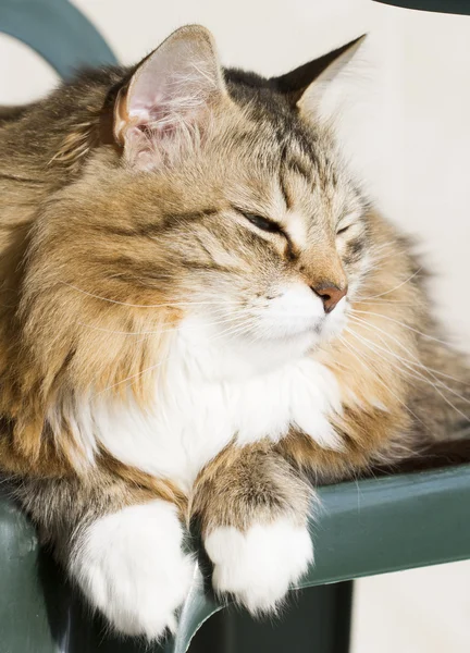 Коричневый кот с белым сибирского происхождения — стоковое фото