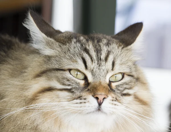 Marrone tabby gatto dai capelli lunghi — Foto Stock
