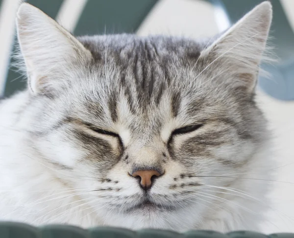 家の中の銀の猫 — ストック写真
