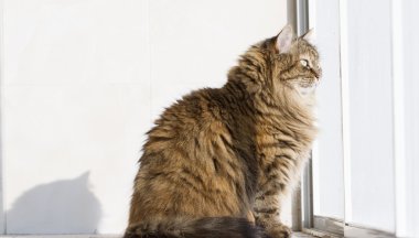 Sibirya doğurmak kahverengi tabby yavru kedi