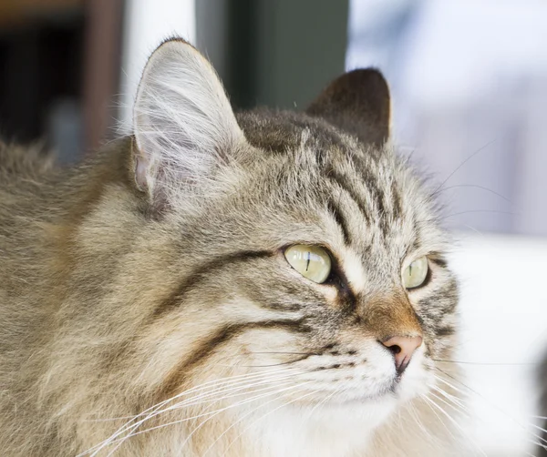 갈색 줄무늬 긴 머리 고양이 — 스톡 사진