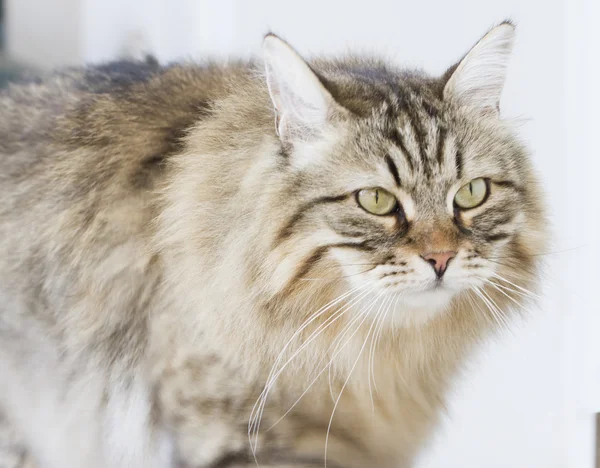 Brown tabby long haired cat — Stock Photo, Image