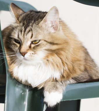 Beyaz Sibirya doğurmak ile kahverengi kedi