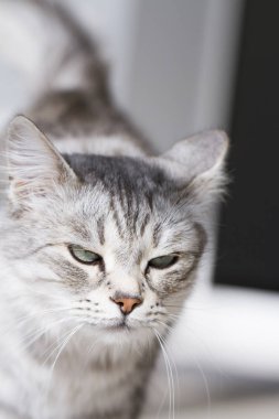 ön planda bir gümüş siberian kedi