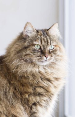 Sibirya doğurmak kahverengi yavru kedi