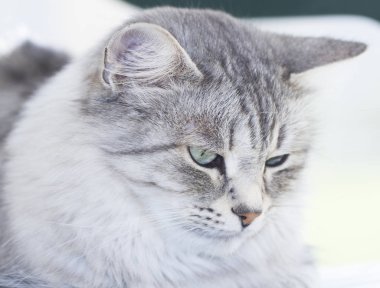 ön planda bir gümüş siberian kedi