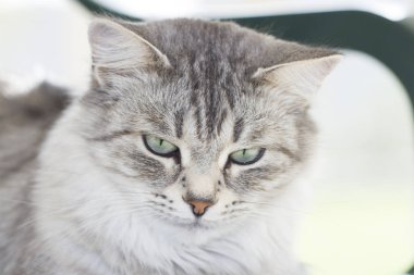 ön planda bir gümüş siberian kedi