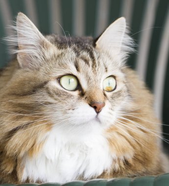 Sibirya doğurmak kahverengi yavru kedi