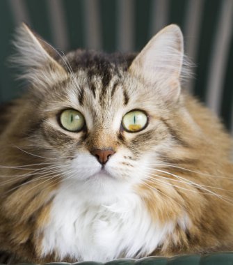 Sibirya doğurmak kahverengi yavru kedi