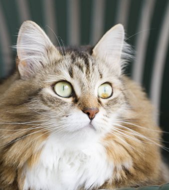 Sibirya doğurmak kahverengi yavru kedi