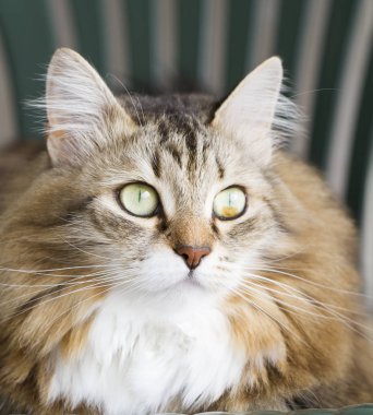 güzel kahverengi kedi Sibirya doğurmak