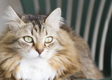 güzel kahverengi kedi Sibirya doğurmak