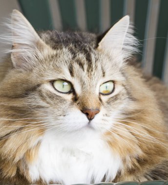 güzel kahverengi kedi Sibirya doğurmak