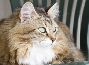 güzel kahverengi kedi Sibirya doğurmak