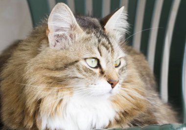 güzel kahverengi kedi Sibirya doğurmak