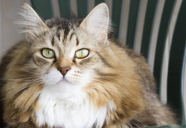 güzel kahverengi kedi Sibirya doğurmak