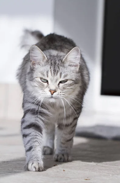 Gatinho de prata da raça siberiana — Fotografia de Stock