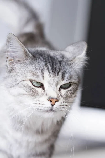 Primeiro plano de um gato siberiano de prata — Fotografia de Stock