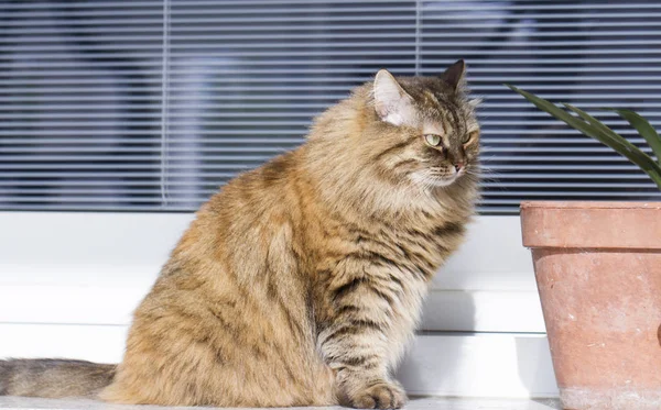 Brązowy kotek rasy syberyjski — Zdjęcie stockowe