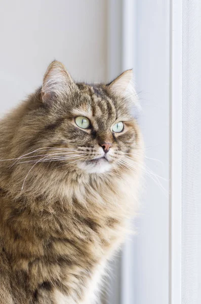 Gattino bruno di razza siberiana — Foto Stock