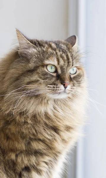 Brązowy kotek rasy syberyjski — Zdjęcie stockowe