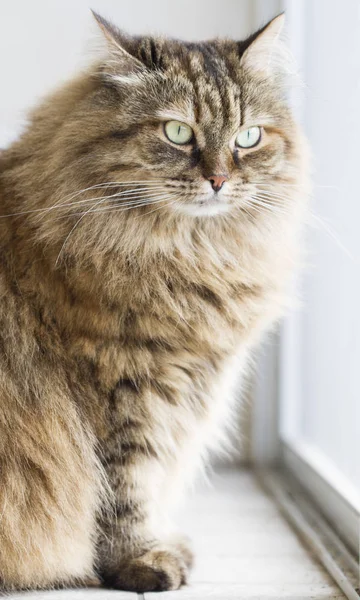 Gatito marrón de raza siberiana —  Fotos de Stock