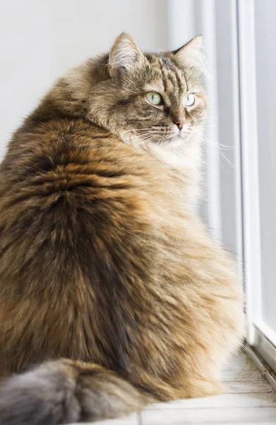 シベリア原産の茶色の子猫 — ストック写真
