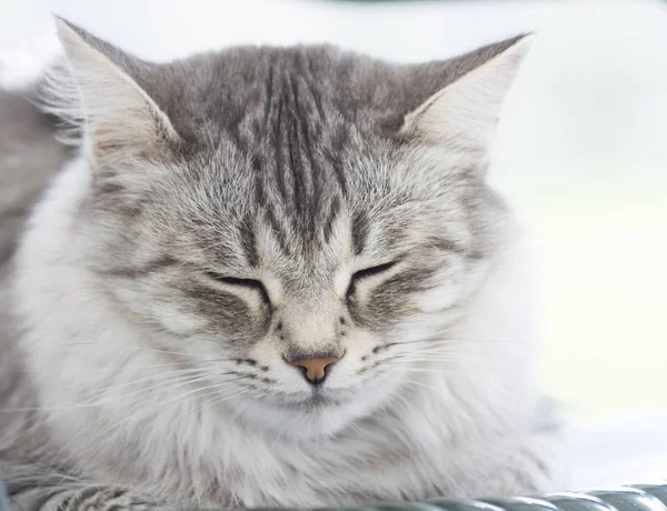 Primeiro plano de um gato siberiano de prata — Fotografia de Stock