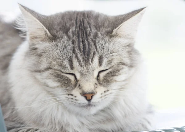 Ön planda bir gümüş siberian kedi — Stok fotoğraf