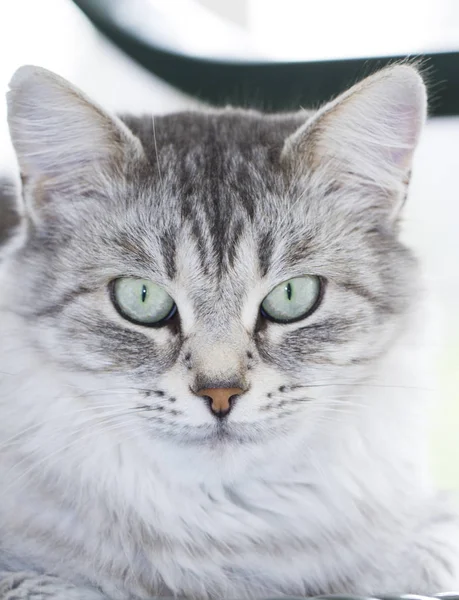Ön planda bir gümüş siberian kedi — Stok fotoğraf