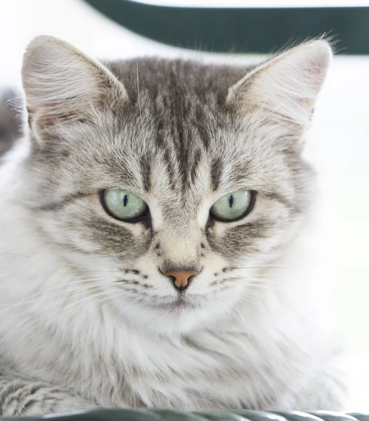 Foreground of a silver siberian cat — Stock Photo, Image